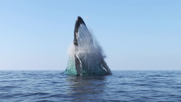 Humpback Whale Jumps Out Of the Water 4K