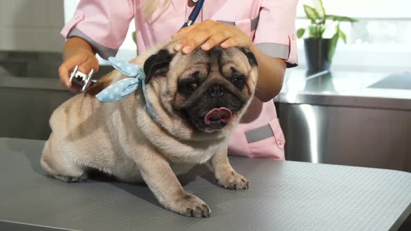 The Nurse Is Checking Up the Pug Dogs Breath