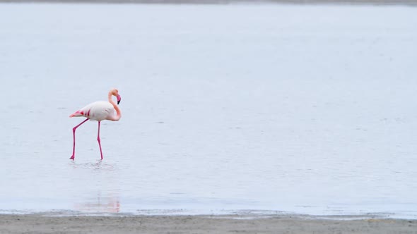 Flamingo Walk in Shallow Water Wild Greater Flamingo in the Salt Lake Nature Wildlife Safari  Shot alt