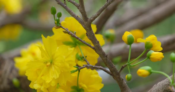 Ochna integerrima flower is a symbol of the Vietnamese traditional Lunar New Year