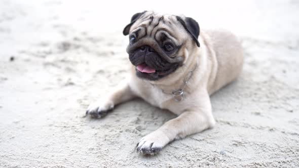 Happy dog pug breed sitting on beach feeling so happiness and fun alt