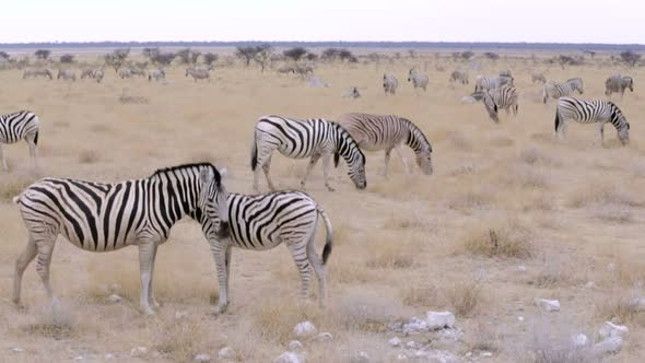 Zebra in african etosha bush, Namibia. Africa wildlife alt