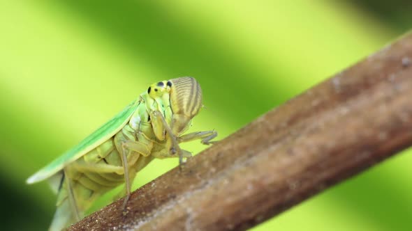 Green Leafhopper On A Dry Blade Of Grass alt
