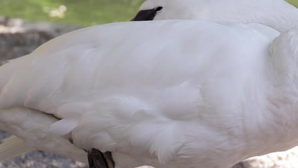 Swan with head tucked on its back as it tries to sleep alt