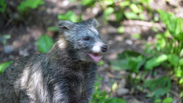 Portrait shot of wild raccoon dog eating prey after hunting in forest,close up alt