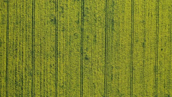 Top View of a Yellow Rapeseed Field in Belarus an Agricultural Area
