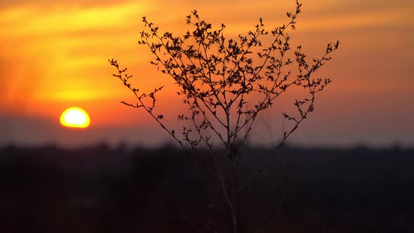 Contour Dry Bush At Sunset Background