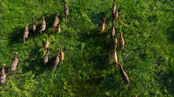Wild Horses Running Wild Mustangs Run on the Beautiful Green Grass alt