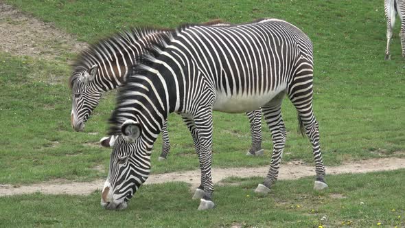 Grevy's Zebra (Equus grevyi) grazing
