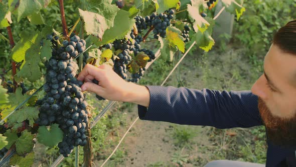 Man on Vineyard with Special Instrument Standing on Green Vineyard alt