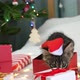 Kitten Sitting on a Red Gift Box - VideoHive Item for Sale