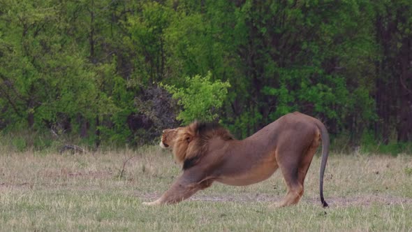 A Black-maned Lion Stretching On The Open Grassland In Nxai Pan In Botswana On An Early Morning - Me alt