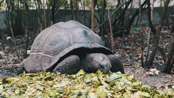 Feeding Huge Aldabra Giant Tortoise Green Leaves in Reserve Zanzibar Africa alt