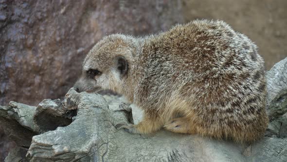 Funny Meerkat Sitting on a Stone and Yawning in a Zoo on a Sunny Day in Summer 