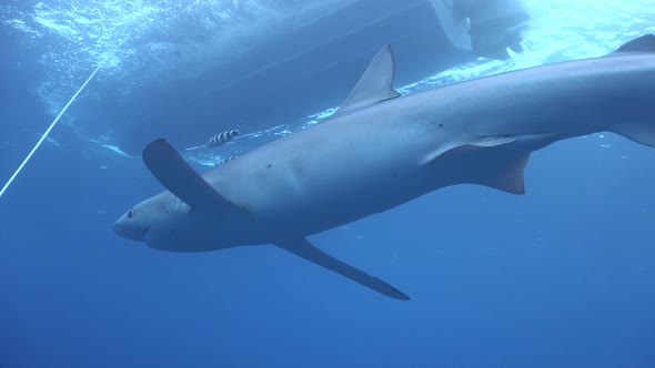 Blue shark swimming in front of the camera with a diving boat anchored above alt