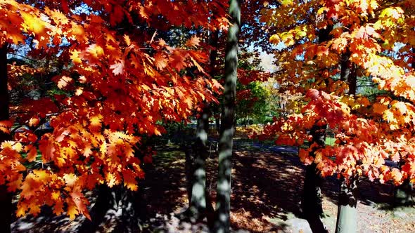 Aerial drone view of a flying in the autumn park. alt