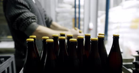 Plastic Crates Full of Freshly Brewed Beer Bottles on a Factory Pipeline alt