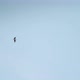 Lonely Stork Flying in Clear Sky Above Ukraine in Summer - VideoHive Item for Sale