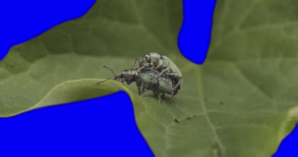 Bug Mating