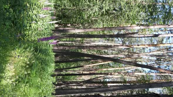 Vertical Video of Forest Landscape in Summer Slow Motion alt