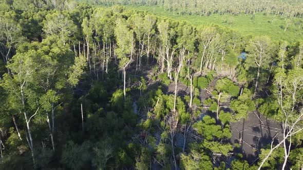 Aerial fly over dead mangrove tree alt