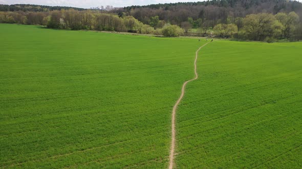 Slow Flight Over a Green Sown Field alt