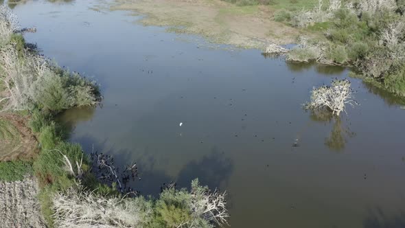 Cormorant Breeding Colony Next to River