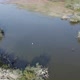 Cormorant Breeding Colony Next to River - VideoHive Item for Sale