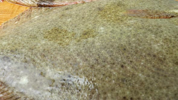 Fish of Flatfish alt