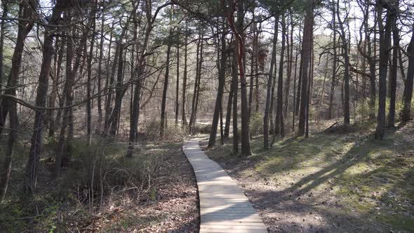 Wooden Path Leading into the Pine Forest in Klaipeda on Sunny Day