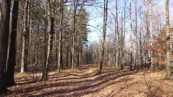 Forest with Trees in an Autumn Day alt