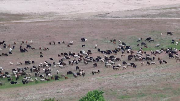 Goats pasture on sand dunes, rural distant view