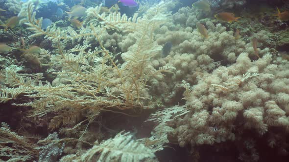 Coral Reef and Tropical Fish alt