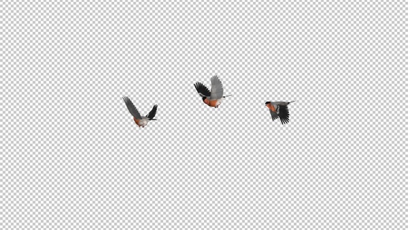 Bullfinch Birds - Three Flying Around Screen - Transparent Loop