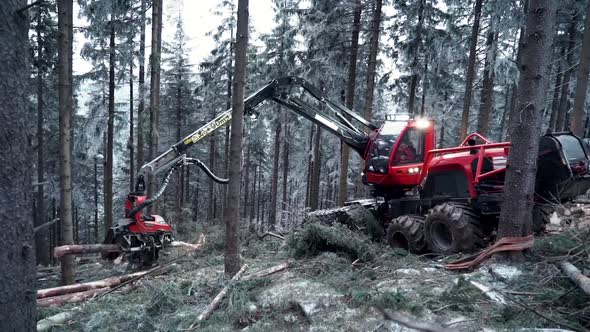 Wood Processing Factory.  Forest Logging Machinery Equipment Logs Forestry Logpile