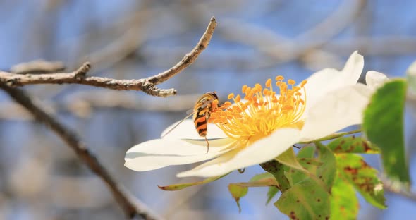 Hoverflies Flower Flies or Syrphid Flies Insect Family Syrphidae alt