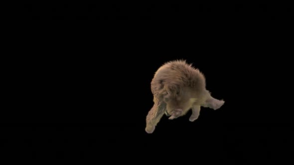 134 Bear Dancing HD alt