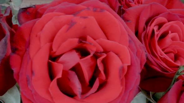 Closeup of Roses