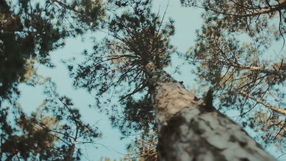 Camera Slowly Revolves Around a Tall Pine Tree
