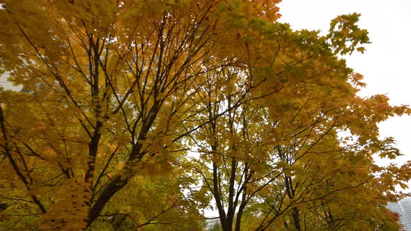 Colored Deciding on the Trees in the Som Early Autumn Autumn Landscape