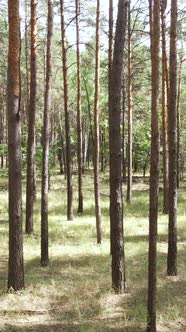 Vertical Video of Forest Landscape with Pine Trees in Summer Slow Motion alt