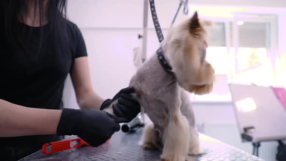 Grooming Dog. Cute Yorkshire Terrier With Haircut At Salon alt