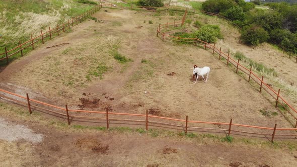 Aerial View of a Woman Trains Her Horse in the Paddock.