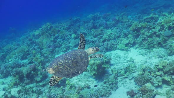 Turtle Swimming in Blue Water