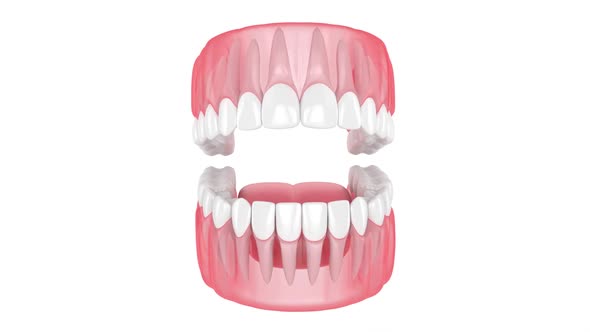 Jaw with teeth isolated over white background
