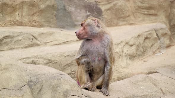Monkey Sits on a Stone and Yawns