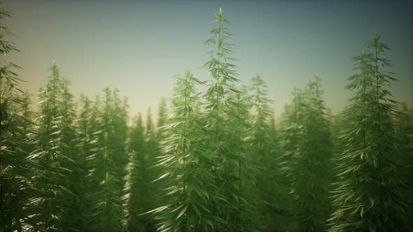Field of Green Medial Cannabis alt