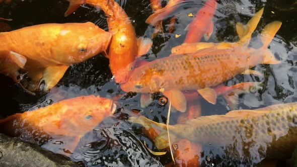 Koi fish in the pond, Fancy carps fish are swimming in water alt