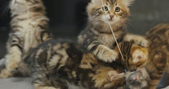 Little Kittens Play with a Toy on a String alt