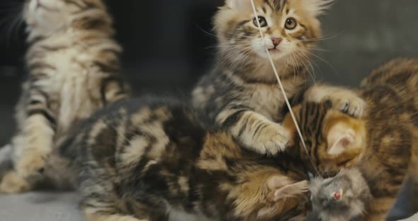 Little Kittens Play with a Toy on a String